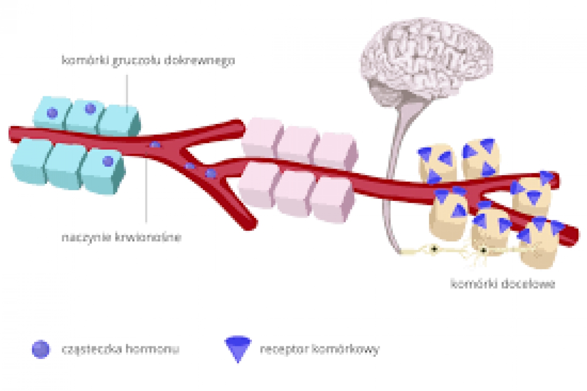 Regulacja procesów trawiennych